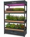 Домашня ферма iFarm &mdash; вирощування зелені з автополивом SEV-IFARM фото 4